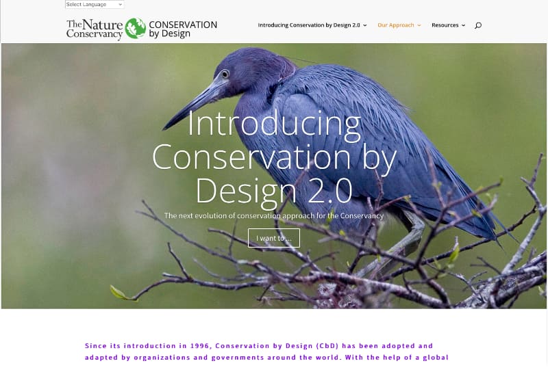 Image of a blue heron sitting on a dead tree with a green background.